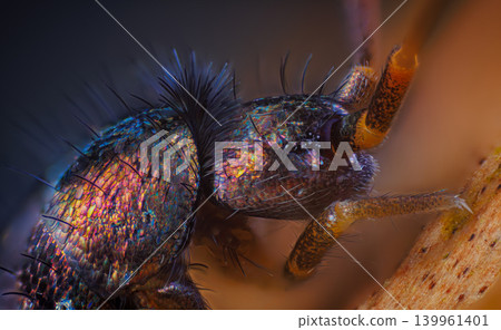 Slender springtail portrait, Orchesella flavescens on wood, close up focus stacked macro photo Slender springtail portrait, Orchesella flavescens on wood, close up focus stacked macro photo 139961401