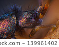 Slender springtail portrait, Orchesella flavescens on wood, close up focus stacked macro photo 139961402