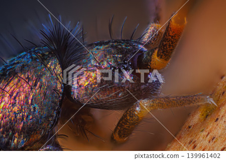 Slender springtail portrait, Orchesella flavescens on wood, close up focus stacked macro photo Slender springtail portrait, Orchesella flavescens on wood, close up focus stacked macro photo 139961402