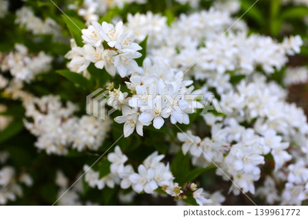 白花溲疏 139961772