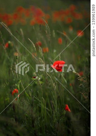 Red poppy flower blooming in a green meadow at sunset. Beautiful wild poppies in a field with soft bokeh and natural evening light 139961989