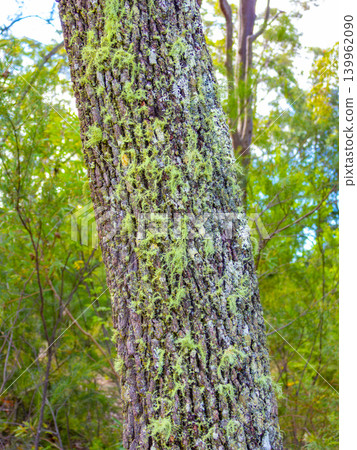 A thick coating of green moss on a tree in the Blue Mountains A thick coating of green moss on a tree in the Blue Mountains 139962090