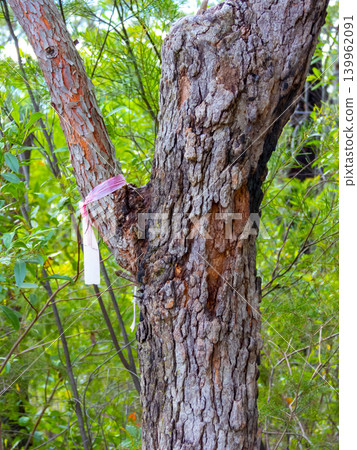 A local council notification pink ribbon on a tree in the Blue Mountains A local council notification pink ribbon on a tree in the Blue Mountains 139962091