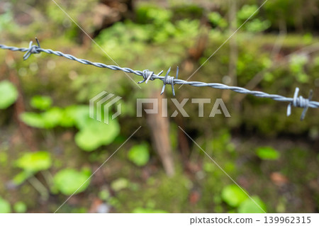 Close up of a sharp metal barbed wire fence stretching across a green forest area. Blurred background of moss and plants, safety or border concept Close up of a sharp metal barbed wire fence stretching across a green forest area. Blurred background of moss and plants, safety or border concept 139962315