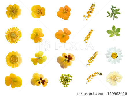Pressed flower yellow material collection with transparent background: Pansy, mimosa, and daisy set. Pressed flower yellow material collection with transparent background: Pansy, mimosa, and daisy set. 139962416