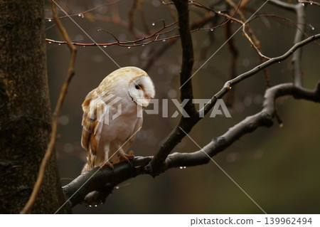 Barn owl (Tyto alba) perching on the beech branch on rainy autumn day Barn owl (Tyto alba) perching on the beech branch on rainy autumn day 139962494