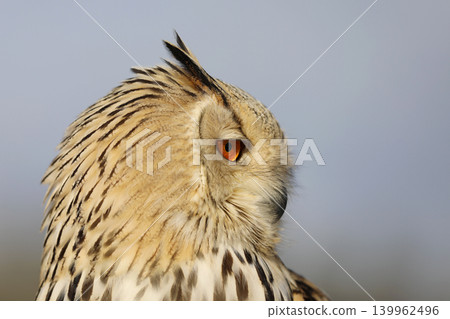 Portrait of Big Eastern Siberian Eagle Owl, Bubo bubo sibiricus, winter scene, detail of head of owl Portrait of Big Eastern Siberian Eagle Owl, Bubo bubo sibiricus, winter scene, detail of head of owl 139962496