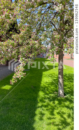 Beautiful blooming crabapple tree with pink blossoms on a green lawn in the city street 139962548