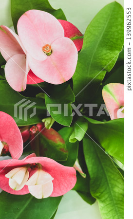 Close up of a pink crown of thorns Euphorbia milii plant with vibrant green leaves on display at a florist shop Close up of a pink crown of thorns Euphorbia milii plant with vibrant green leaves on display at a florist shop 139962553