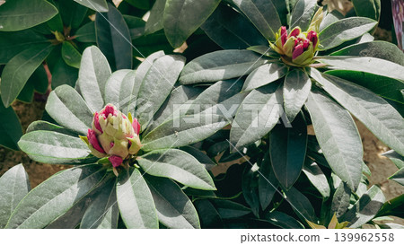 Close up of young pink rhododendron flower buds surrounded by dense green leathery leaves at a garden nursery Close up of young pink rhododendron flower buds surrounded by dense green leathery leaves at a garden nursery 139962558