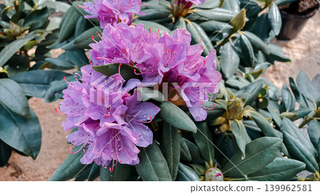 Lush purple catawba rhododendron flower clusters with dark green leathery leaves on display at a garden nursery Lush purple catawba rhododendron flower clusters with dark green leathery leaves on display at a garden nursery 139962581