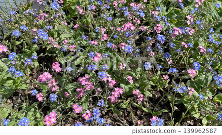 Vibrant spring garden background with blooming blue and pink forget me not flowers 139962587
