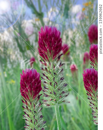 Crimson clover Trifolium incarnatum flowers blooming in wild meadow with soft colorful bokeh background Crimson clover Trifolium incarnatum flowers blooming in wild meadow with soft colorful bokeh background 139962662