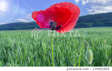 Corn poppy Papaver rhoeas flower with Triticum aestivum wheat field under blue summer sky landscape 139962664