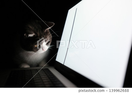 貓看著電腦螢幕 貓看著電腦螢幕 139962688