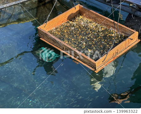 清晨對幼魚進行分類 清晨對幼魚進行分類 139963322