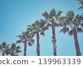 Palm trees and blue sky 139963339