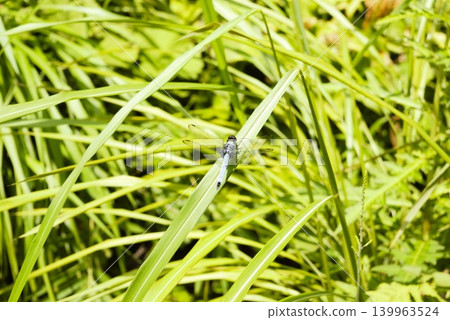 Orthetrum albisum perching on the grass Orthetrum albisum perching on the grass 139963524