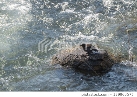 A snowmelt stream and a dipper A snowmelt stream and a dipper 139963575