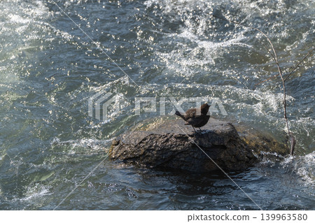 A snowmelt stream and a dipper A snowmelt stream and a dipper 139963580