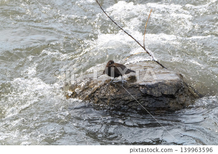 A snowmelt stream and a dipper A snowmelt stream and a dipper 139963596