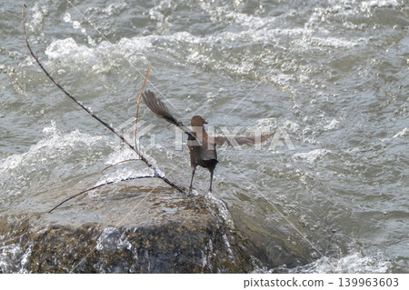 A snowmelt stream and a dipper A snowmelt stream and a dipper 139963603