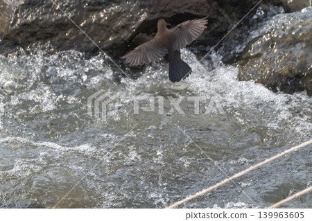 A snowmelt stream and a dipper A snowmelt stream and a dipper 139963605