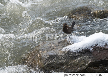 A snowmelt stream and a dipper 139963616