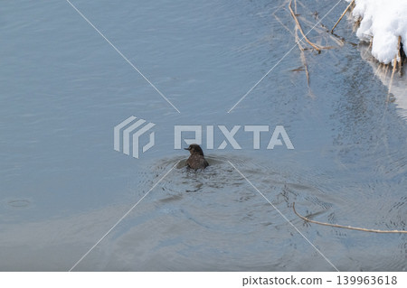 A snowmelt stream and a dipper A snowmelt stream and a dipper 139963618
