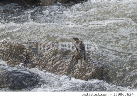 A snowmelt stream and a dipper A snowmelt stream and a dipper 139963624