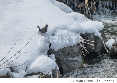 A snowmelt stream and a dipper 139963625