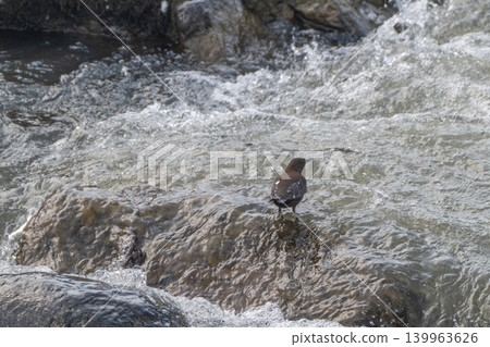 A snowmelt stream and a dipper 139963626