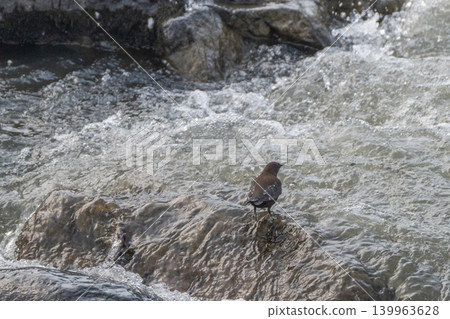A snowmelt stream and a dipper A snowmelt stream and a dipper 139963628