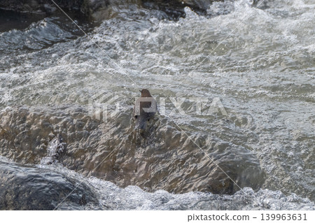 A snowmelt stream and a dipper A snowmelt stream and a dipper 139963631