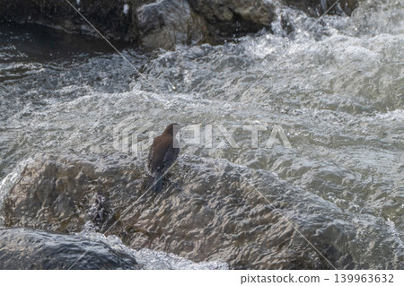 A snowmelt stream and a dipper A snowmelt stream and a dipper 139963632