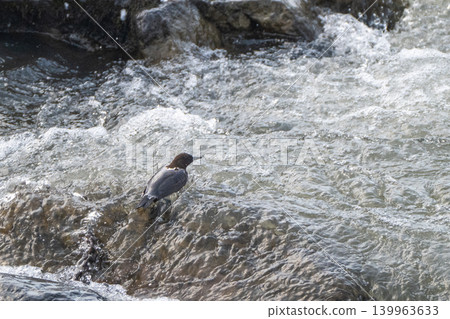A snowmelt stream and a dipper A snowmelt stream and a dipper 139963633