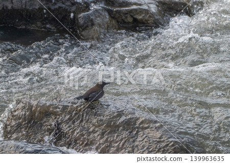 A snowmelt stream and a dipper A snowmelt stream and a dipper 139963635