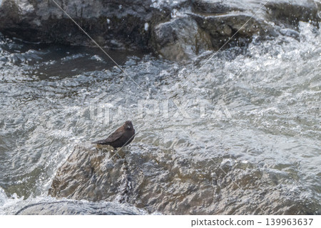 A snowmelt stream and a dipper A snowmelt stream and a dipper 139963637