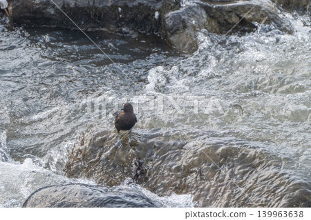 A snowmelt stream and a dipper A snowmelt stream and a dipper 139963638