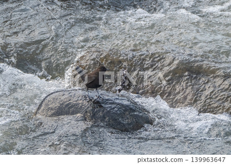 A snowmelt stream and a dipper A snowmelt stream and a dipper 139963647