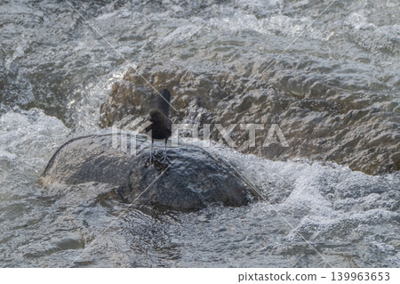 A snowmelt stream and a dipper A snowmelt stream and a dipper 139963653