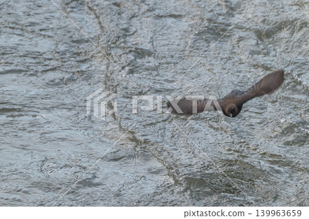 A snowmelt stream and a dipper A snowmelt stream and a dipper 139963659