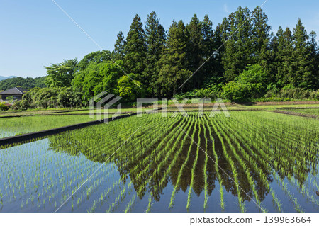 稻田 稻田 139963664