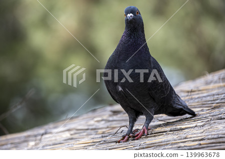 Urban Pigeon Bird Wildlife Photography. Urban Pigeon Bird Wildlife Photography. 139963678