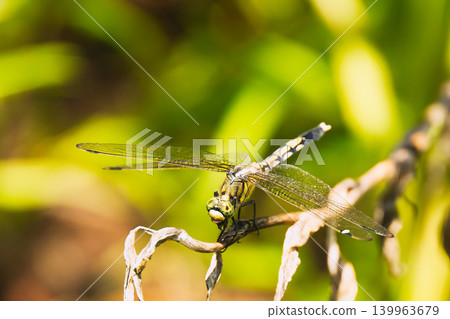 I took a picture of a common skimmer dragonfly from the front. I took a picture of a common skimmer dragonfly from the front. 139963679