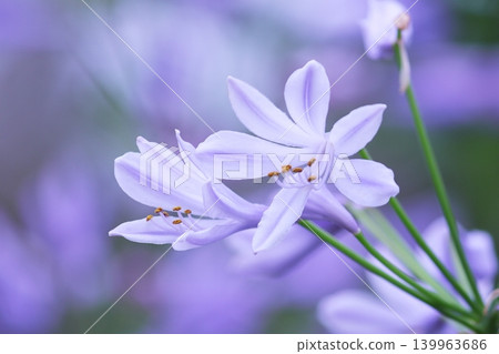 Beautiful agapanthus flowers Beautiful agapanthus flowers 139963686