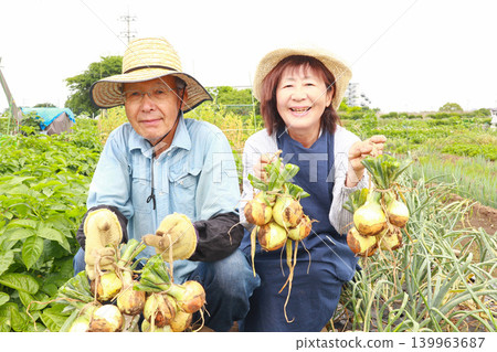 Senior couple harvesting onions 139963687