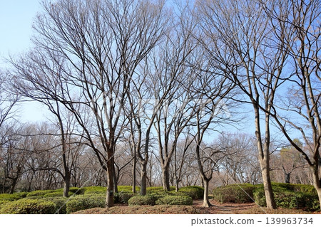 冬季植物園：櫸樹林 139963734