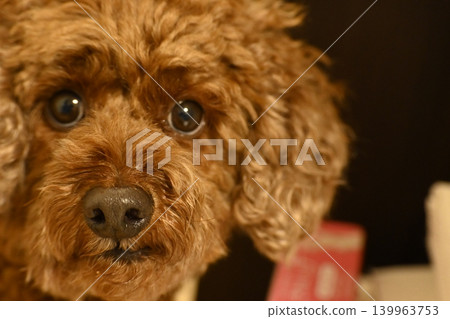 一隻棕色玩具貴賓犬盯著鏡頭 一隻棕色玩具貴賓犬盯著鏡頭 139963753