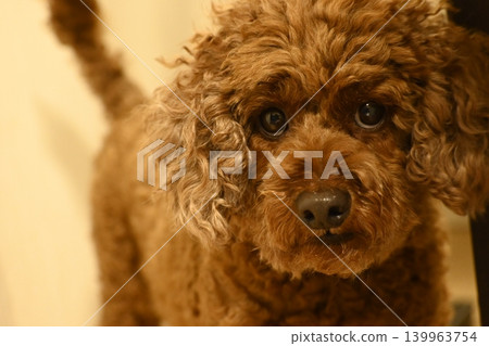 一隻棕色玩具貴賓犬盯著鏡頭 一隻棕色玩具貴賓犬盯著鏡頭 139963754